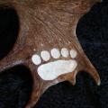paw print